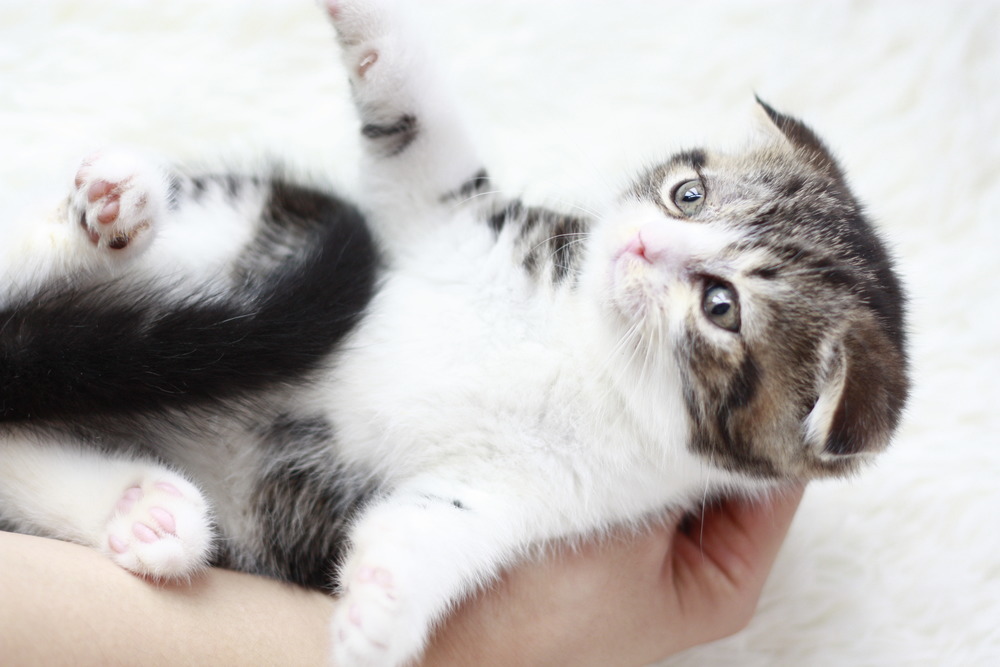 苏格兰折耳猫 小公猫 性格粘人 居家超萌小伴侣