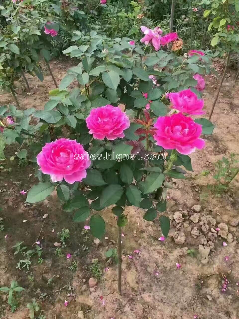 大樱桃树批发种植(图)